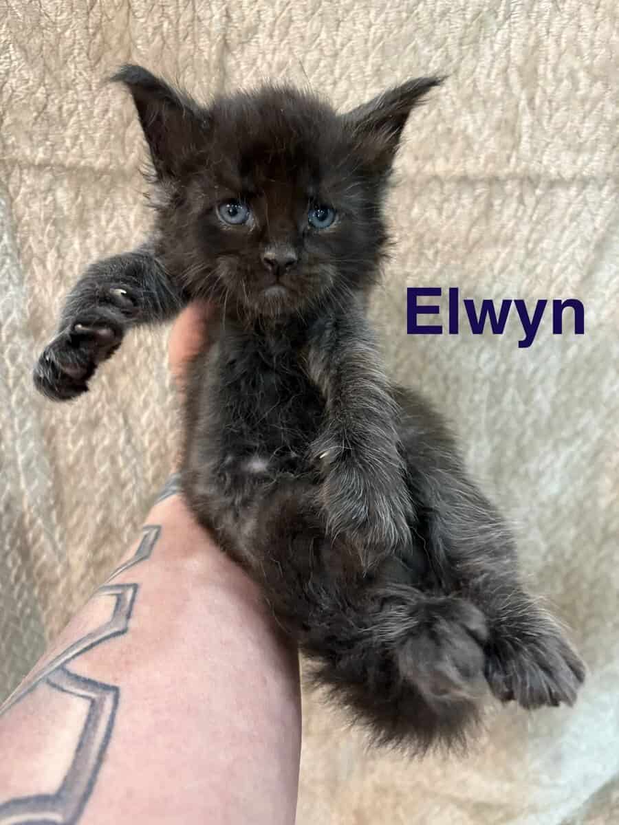 Maine Coon Kittens image 8