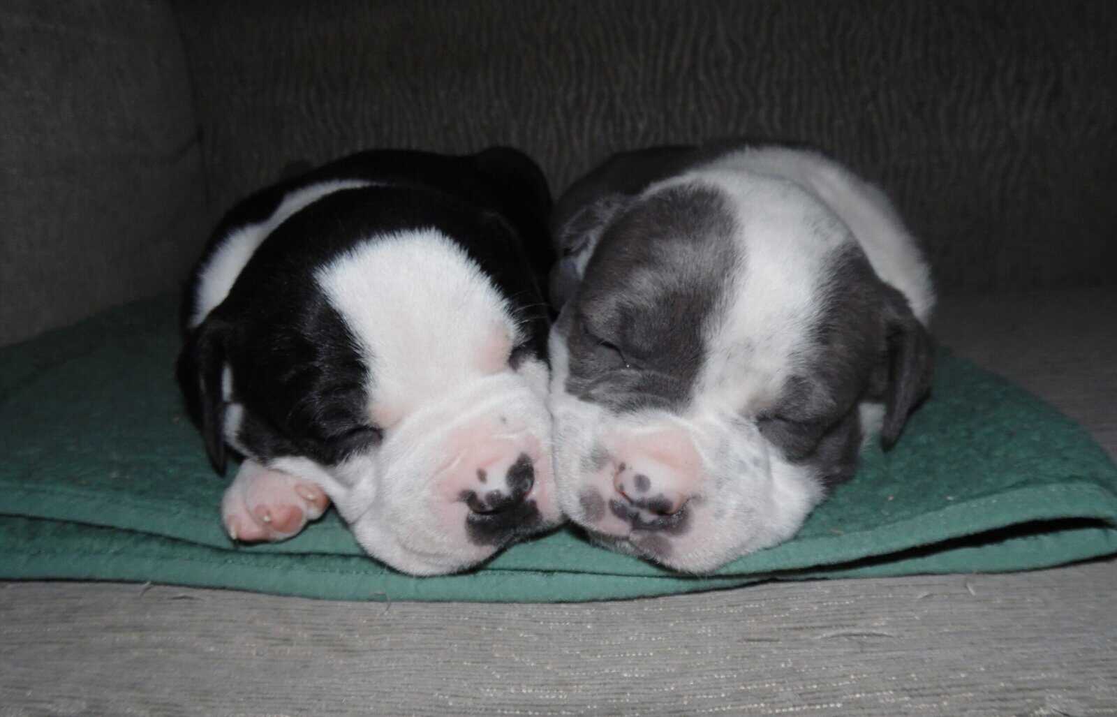 American Pitbull Terrier Mix Puppies image 9