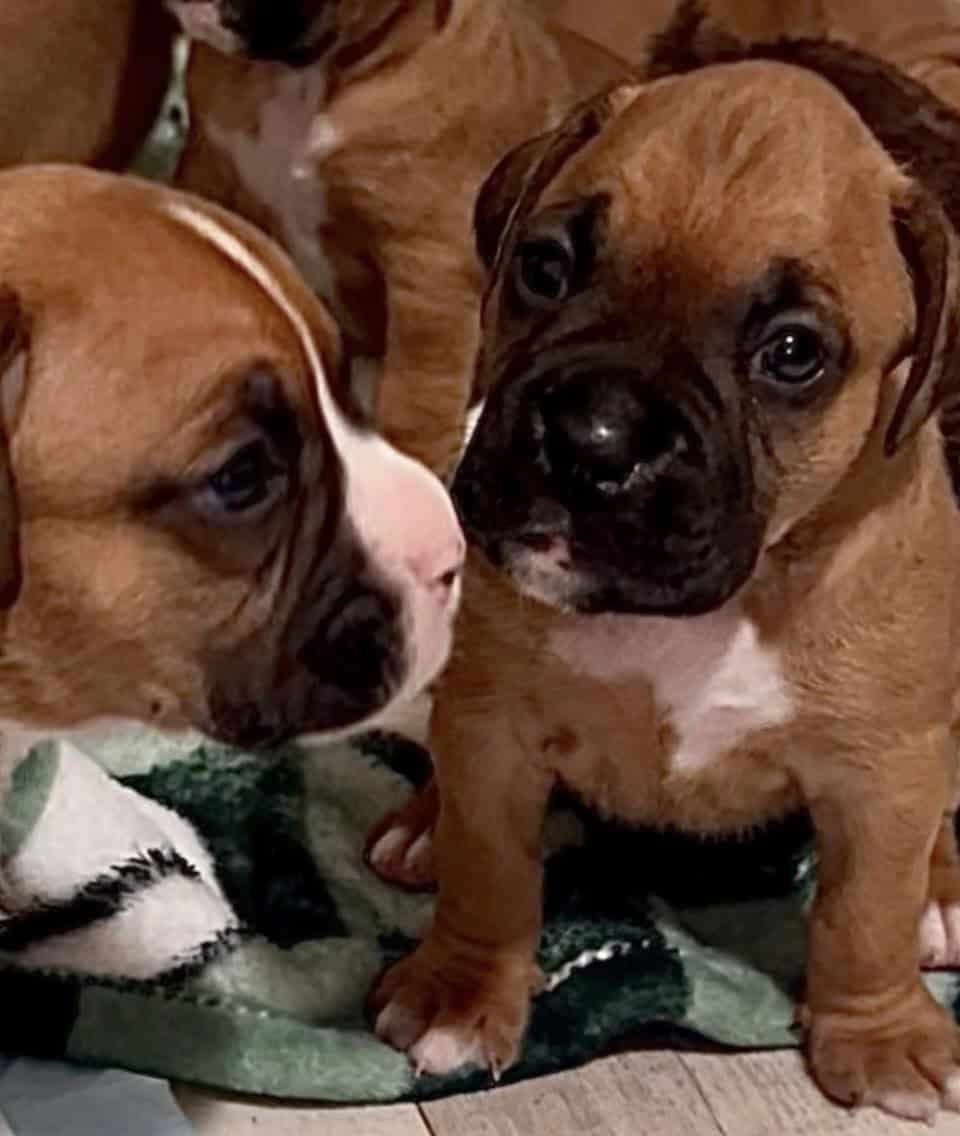 AKC boxer puppies raised in the home parents healt image 2