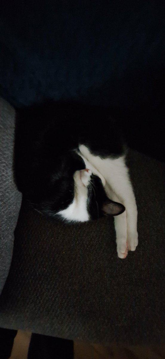 Rehoming Ginger – Our Sweet 2-Year-Old Cat image 1