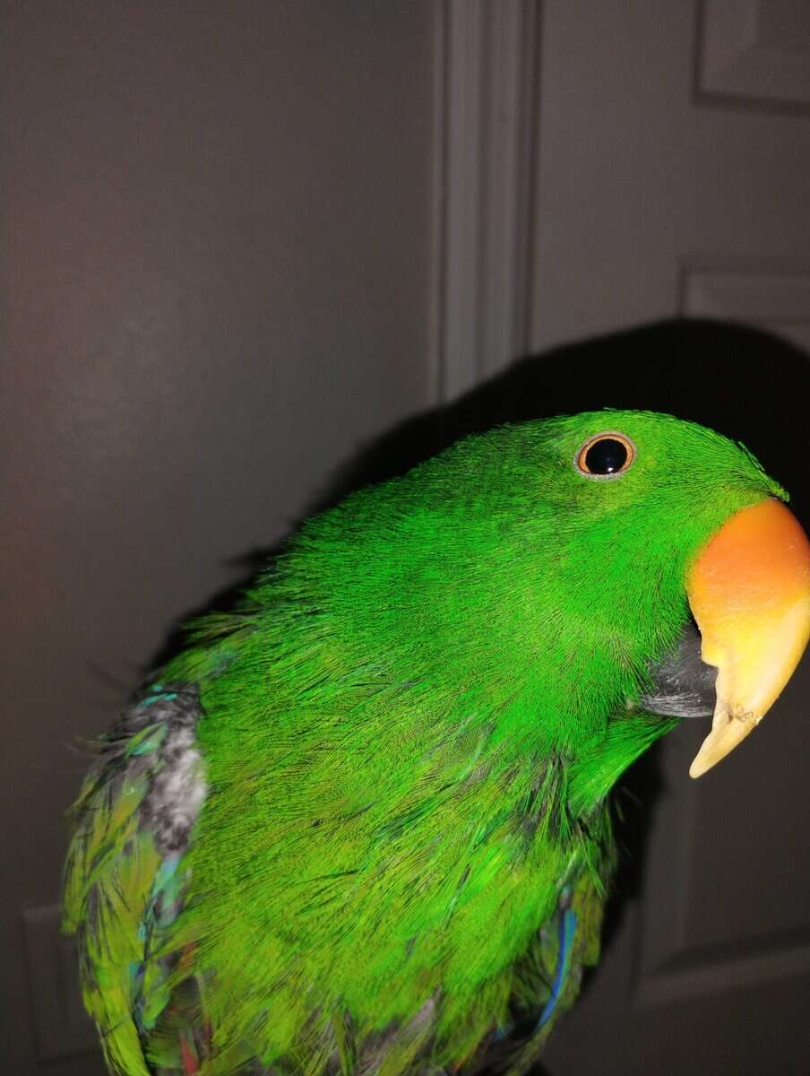 Eclectus Parrot for sale *cheap, free cage, food* image 1