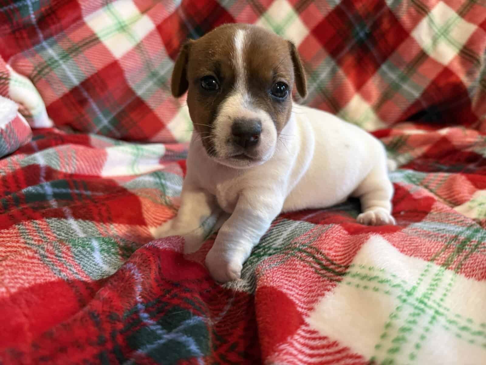 AKC JACK RUSSELL TERRIER PUPPIES “SHORTIES” image 6