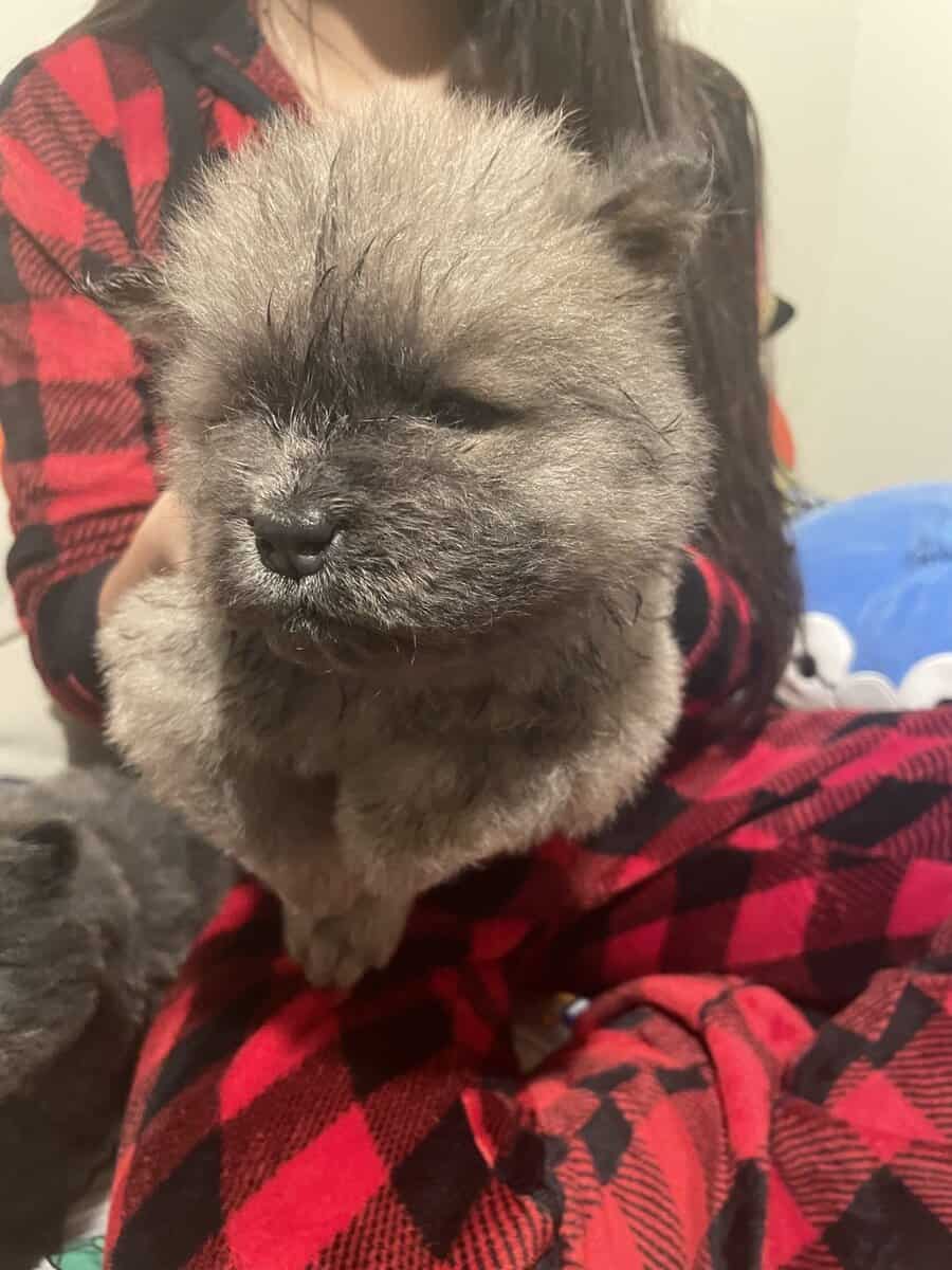 Chow chow puppies image 5