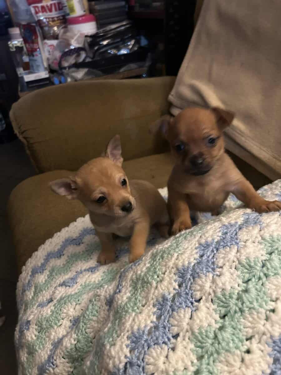 Puppies 4 Sell image 1