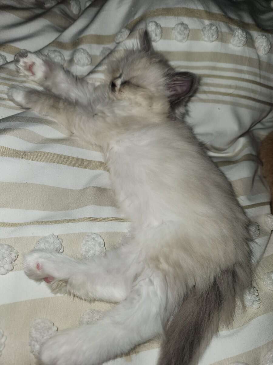 Blue Mitted long hair Ragdoll kitten 12 weeks $800 image 11