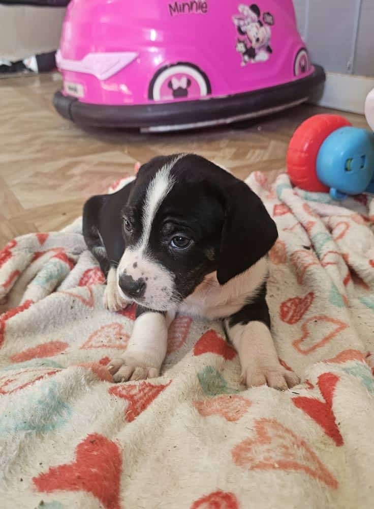 Puppies image 3