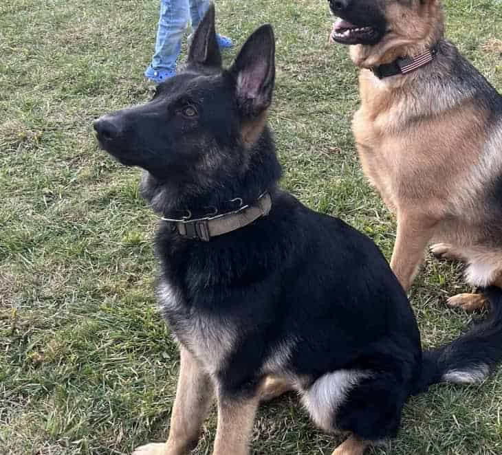 Max Belgian Shepherd image 1
