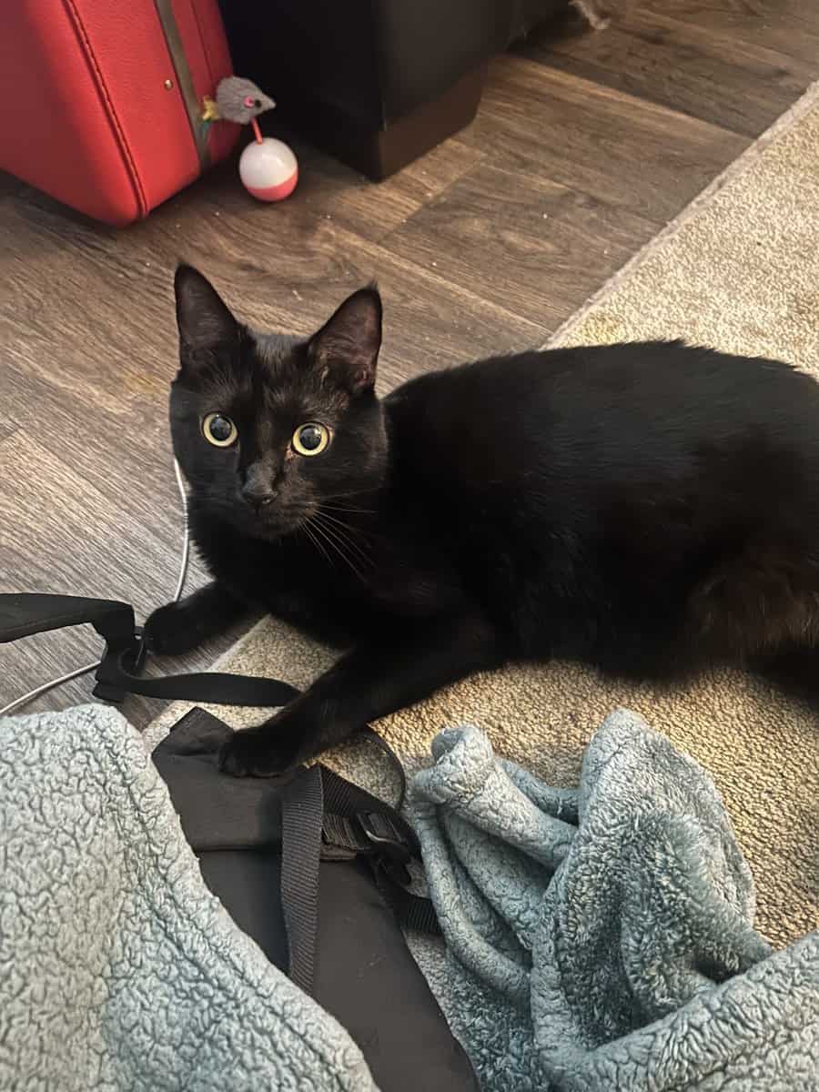 Missy image 3