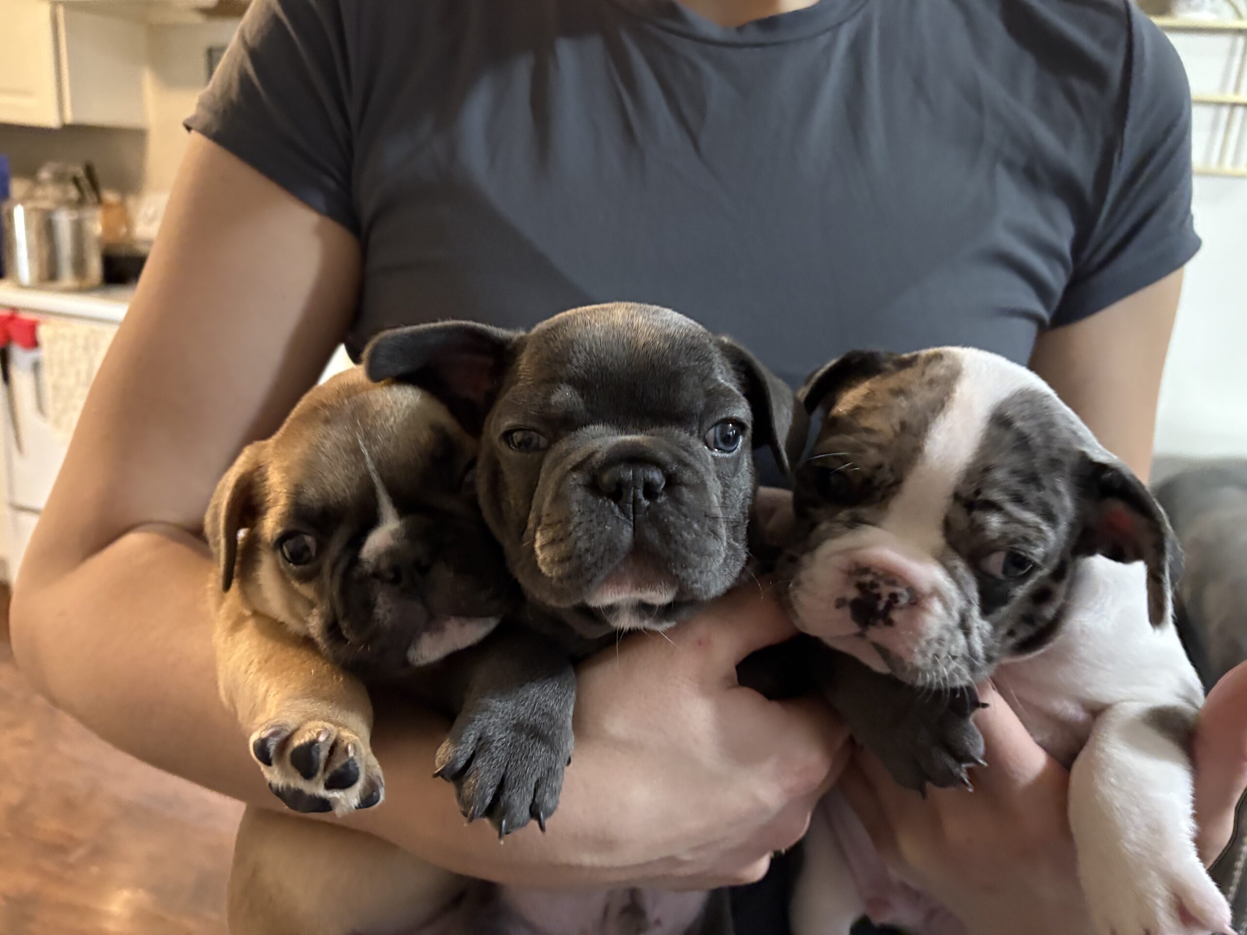 Frenchie image 8