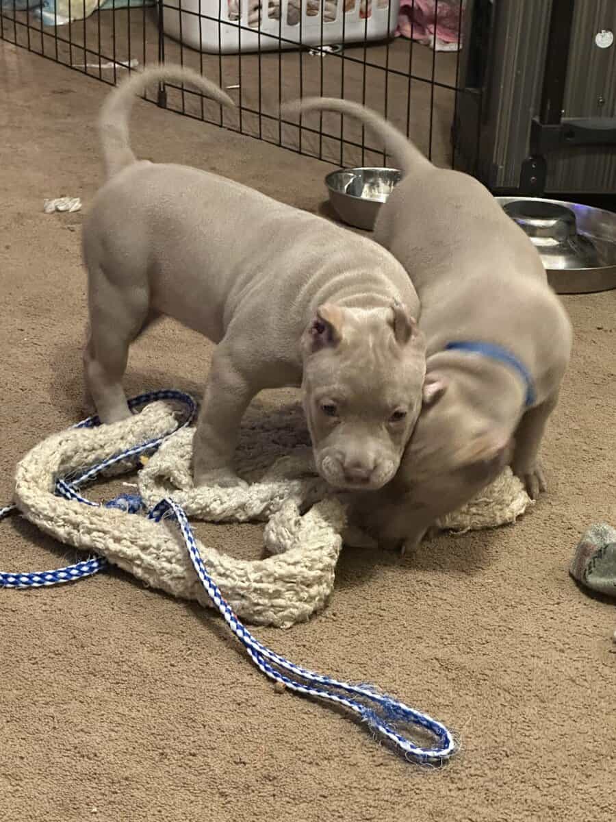 8 weeks American bullies image 8