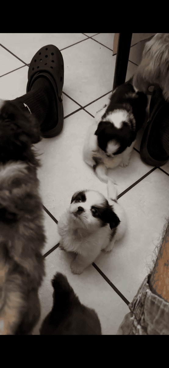 Shih Tzu Puppies image 6