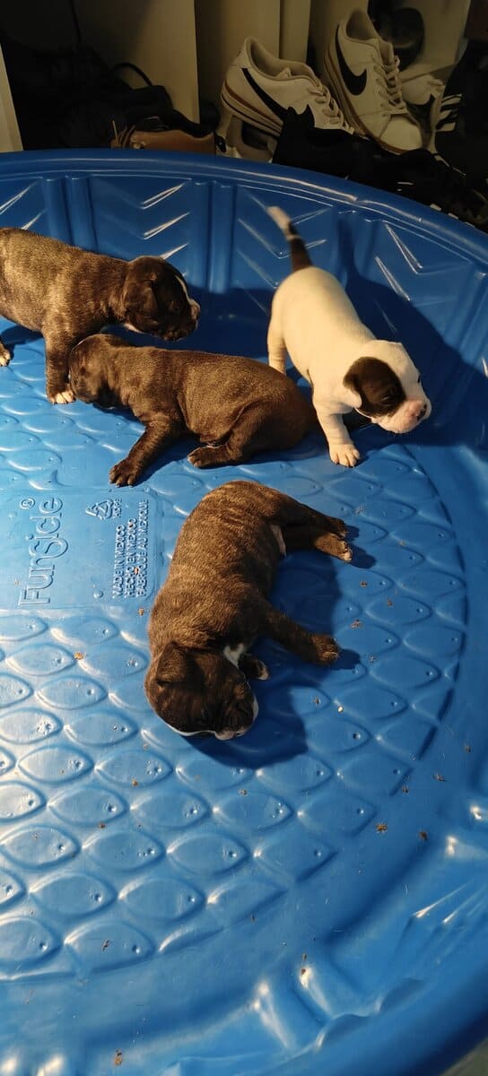 Levitt bulldogge / French bulldog hybrids image 12