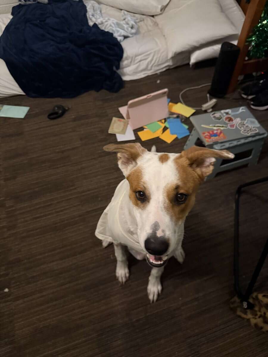 8 Month old looking for new home! 🐾 image 3