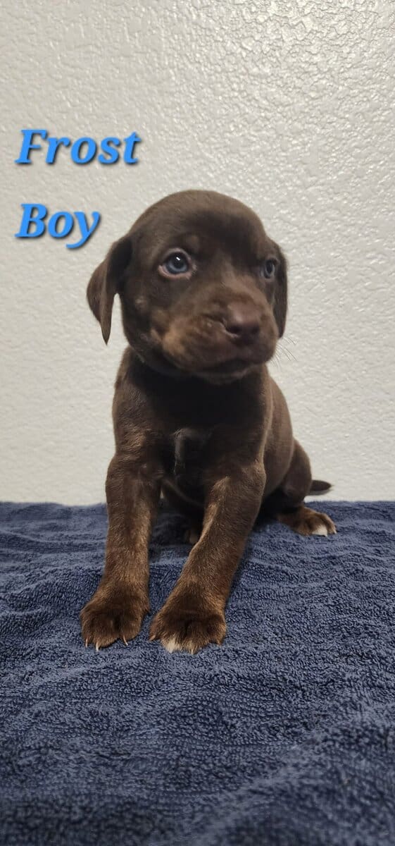 NALC CATAHOULA LEOPARD PUPPIES image 2