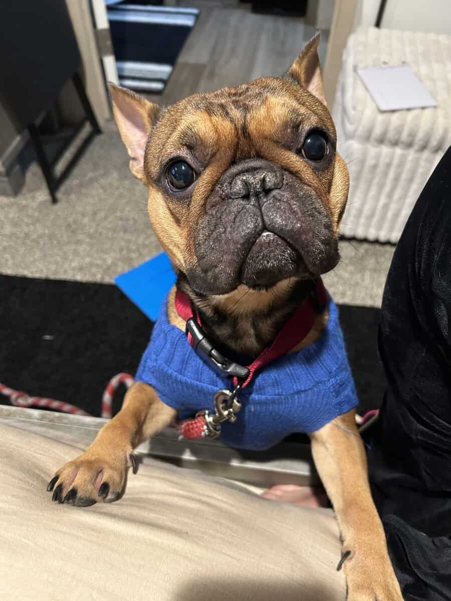 Male French bulldog image 1
