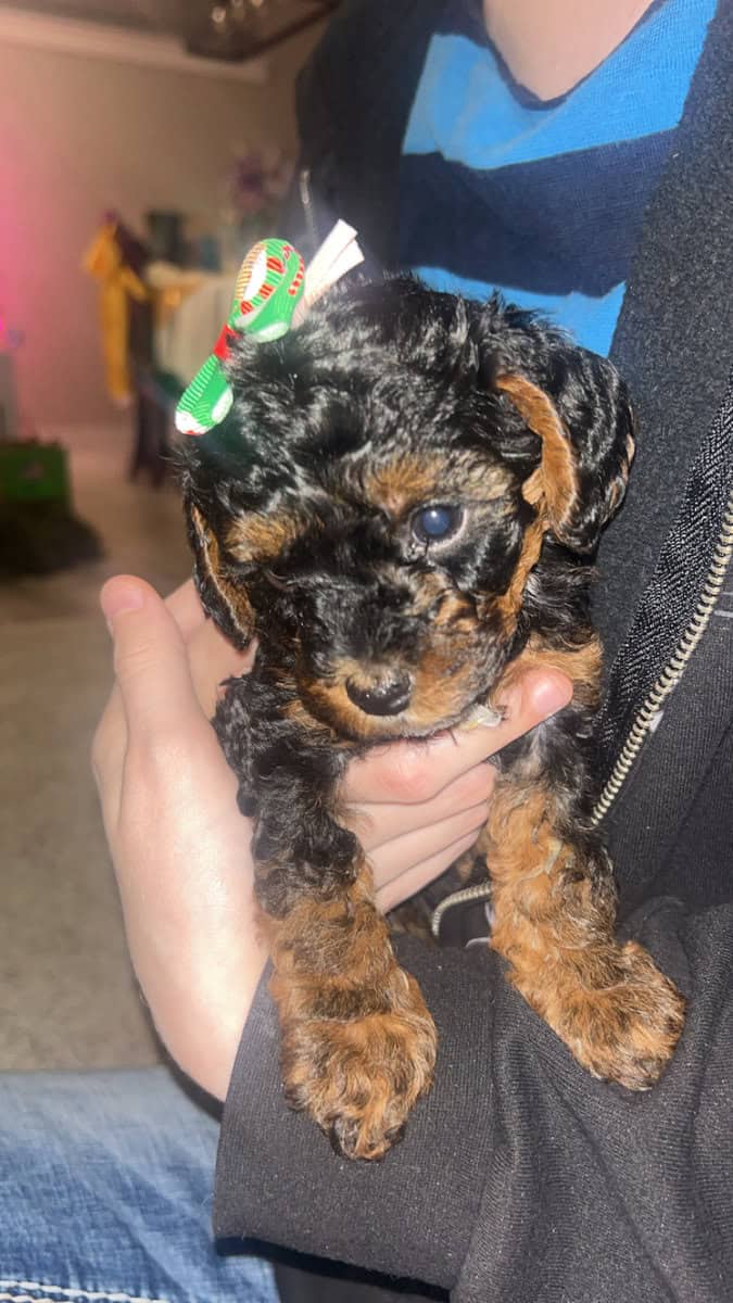Tiny Doodle Puppies for Christmas in Iowa image 1