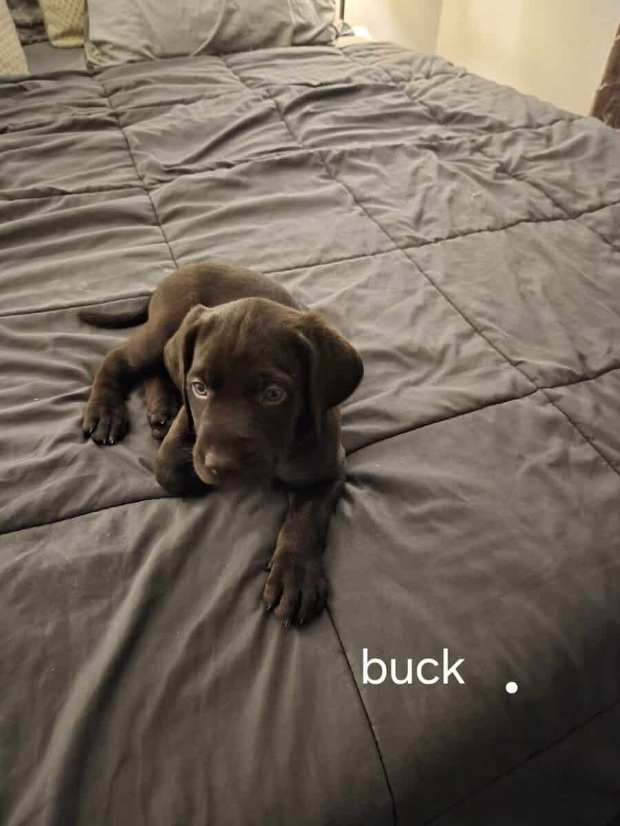 Silver lab /german wired pointer mix image 14