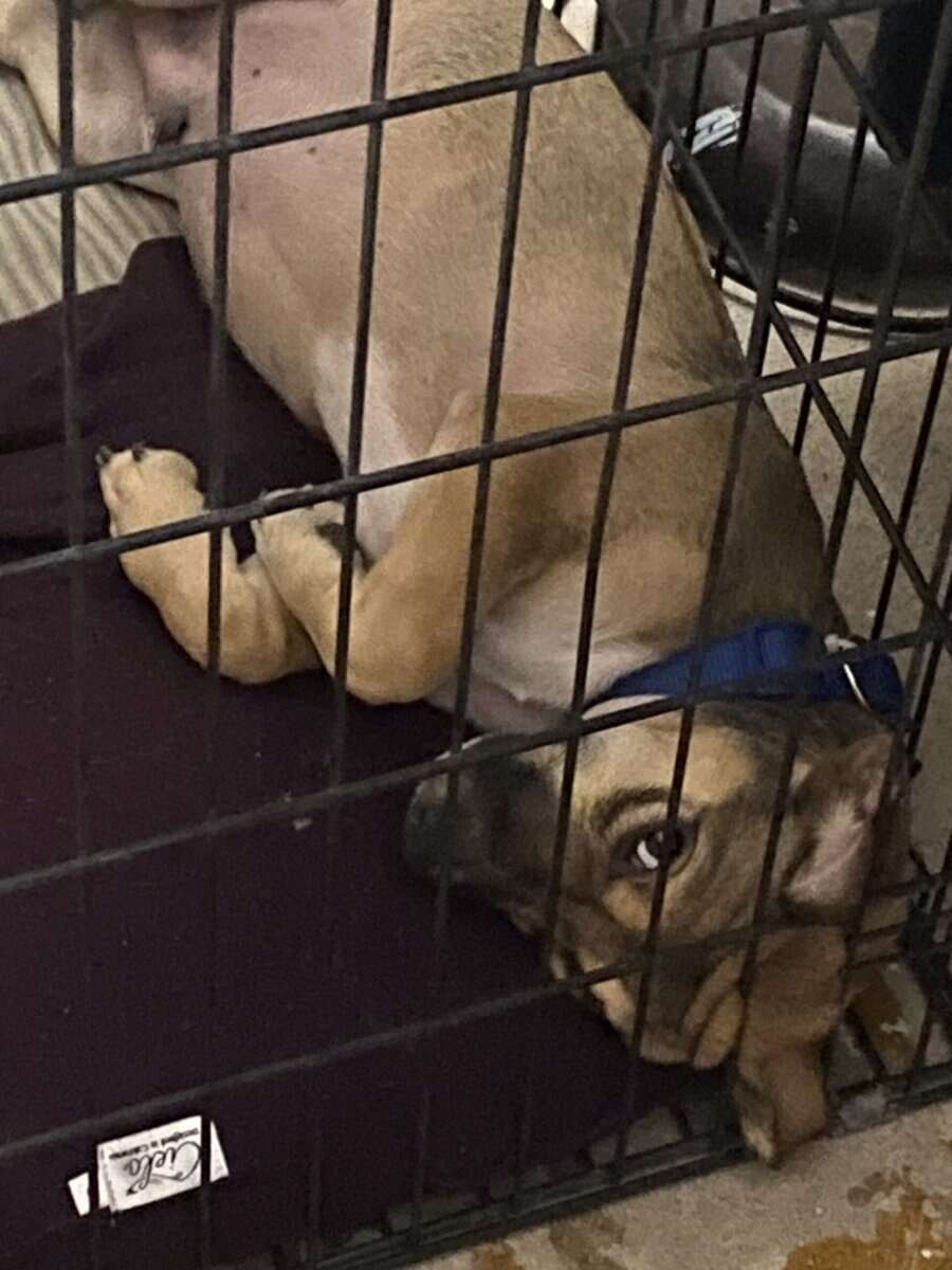 💔 Looking for a Loving Home for My Puppy image 2
