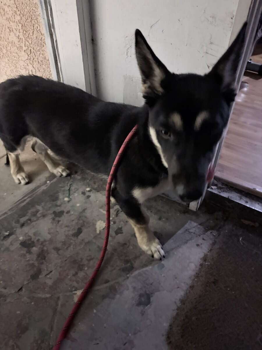 Corgi shepherd puppy image 3