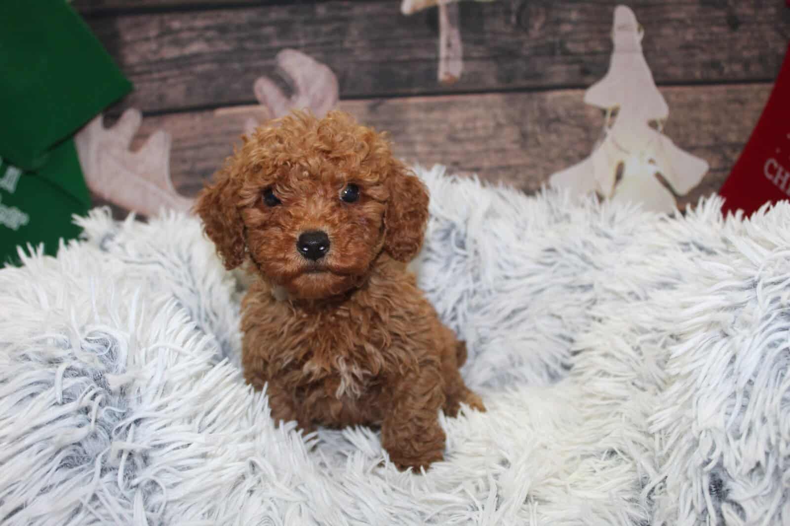 BichonPoo Puppies image 3