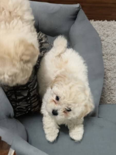Precious Toy Poodle Puppies image 2