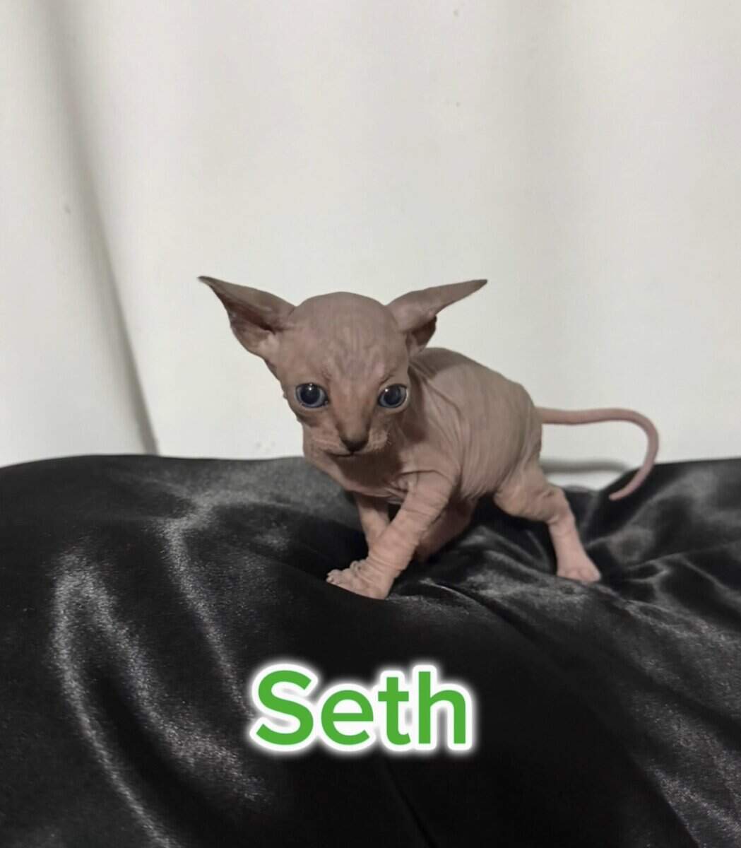 Sphynx Kittens Available – Healthy, Socialized, Re image 5