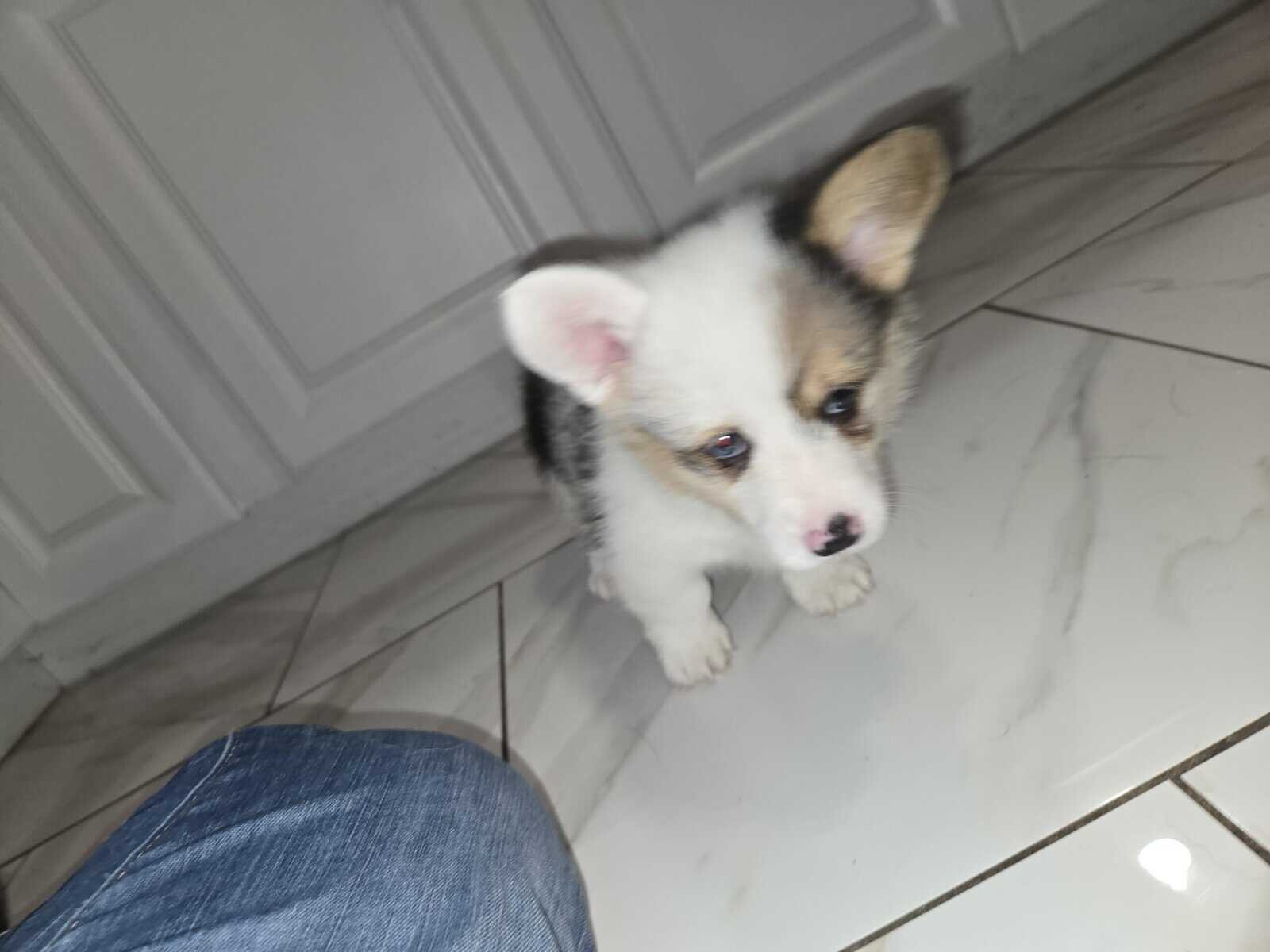 American corgi image 11