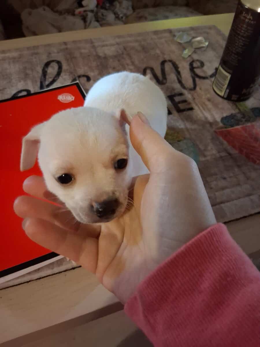 chihuahua image 1