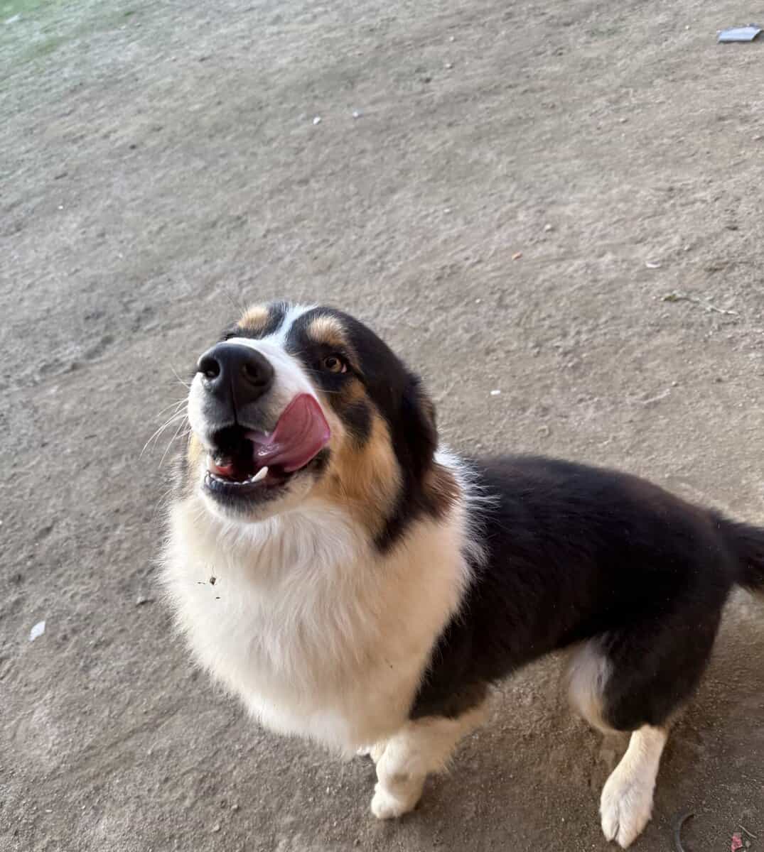 Rehoming Australian Shepherd image 2