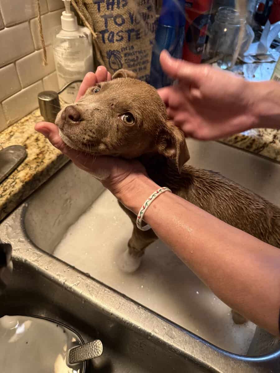 1 girl 2 boy pit mixed with blue eye image 2