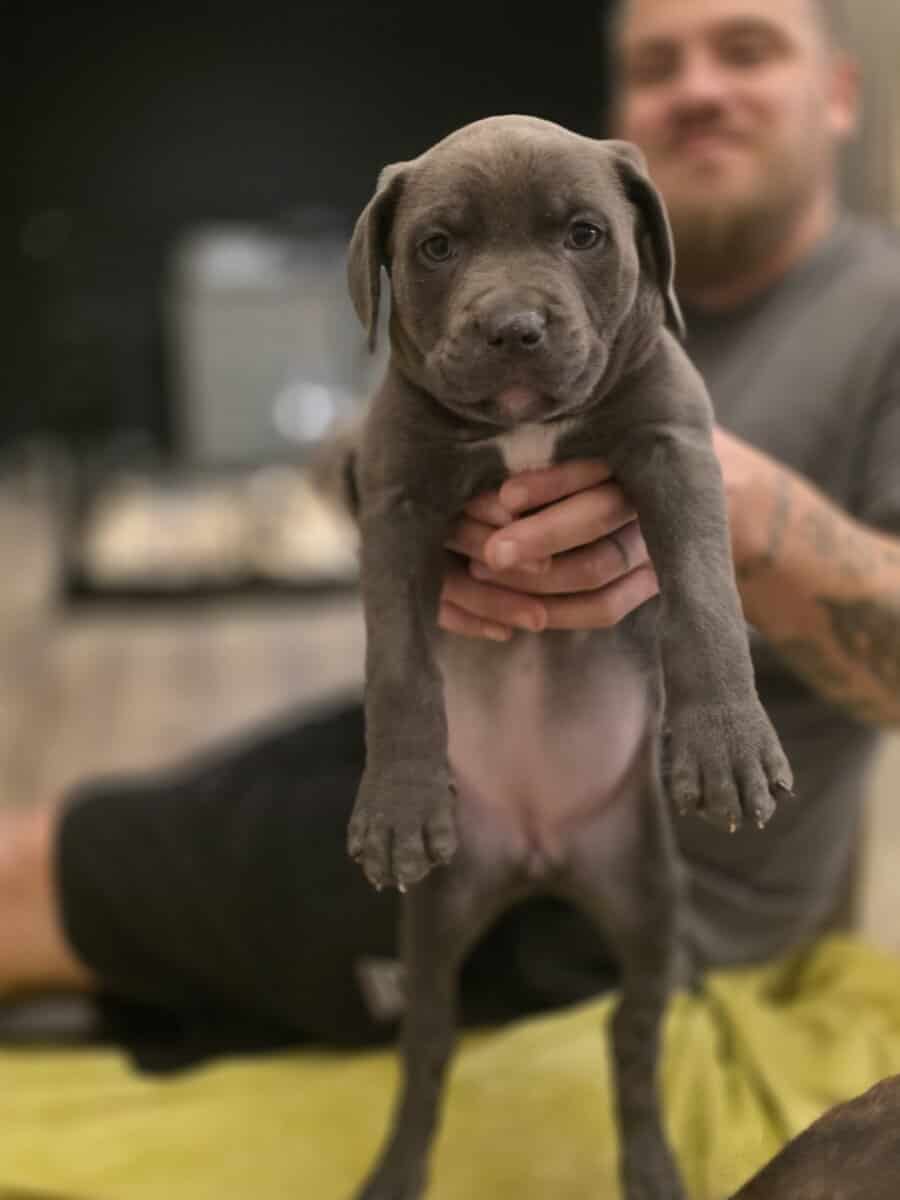 Cane Corso/American Pitbull image 2