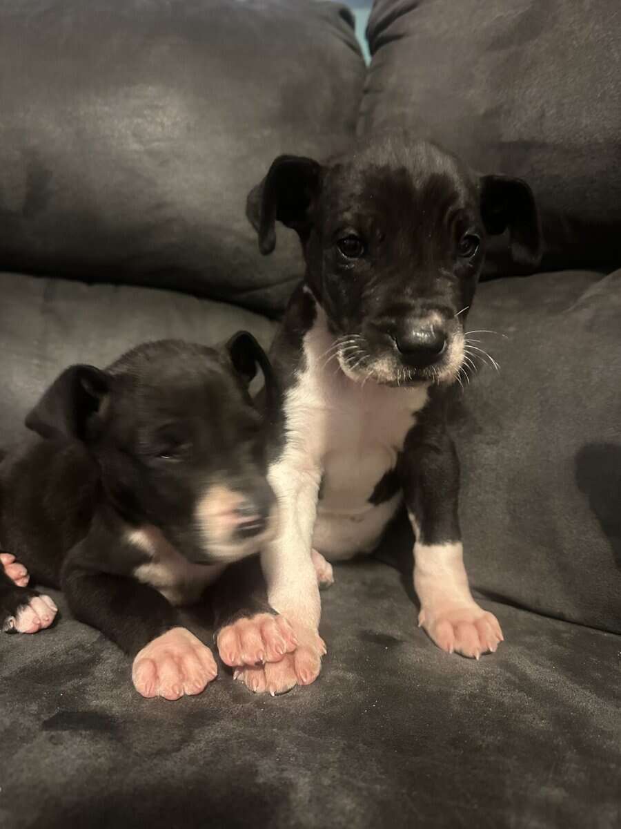 Great Dane Puppies image 2