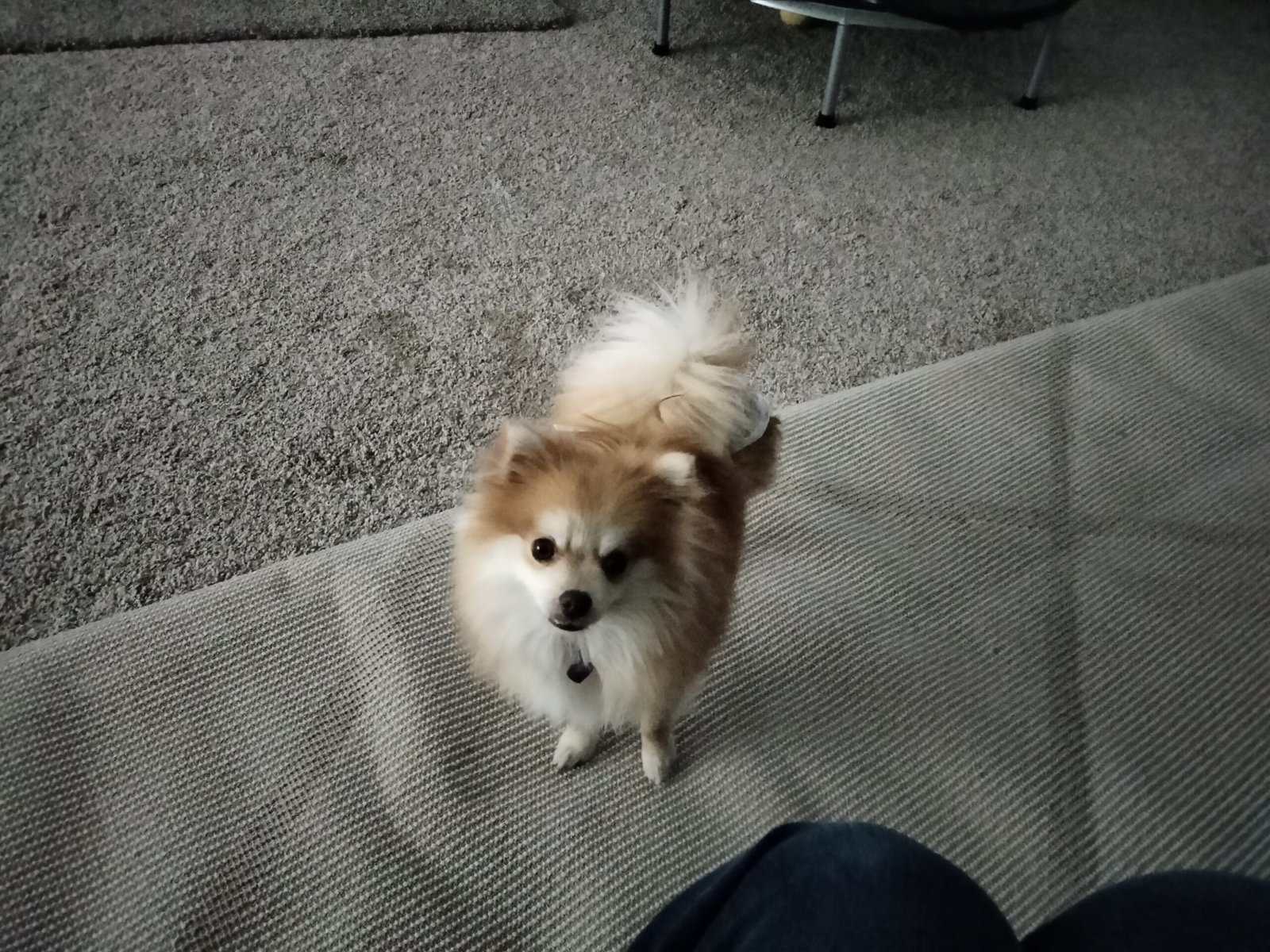 Pomeranian puppy for sale image 1