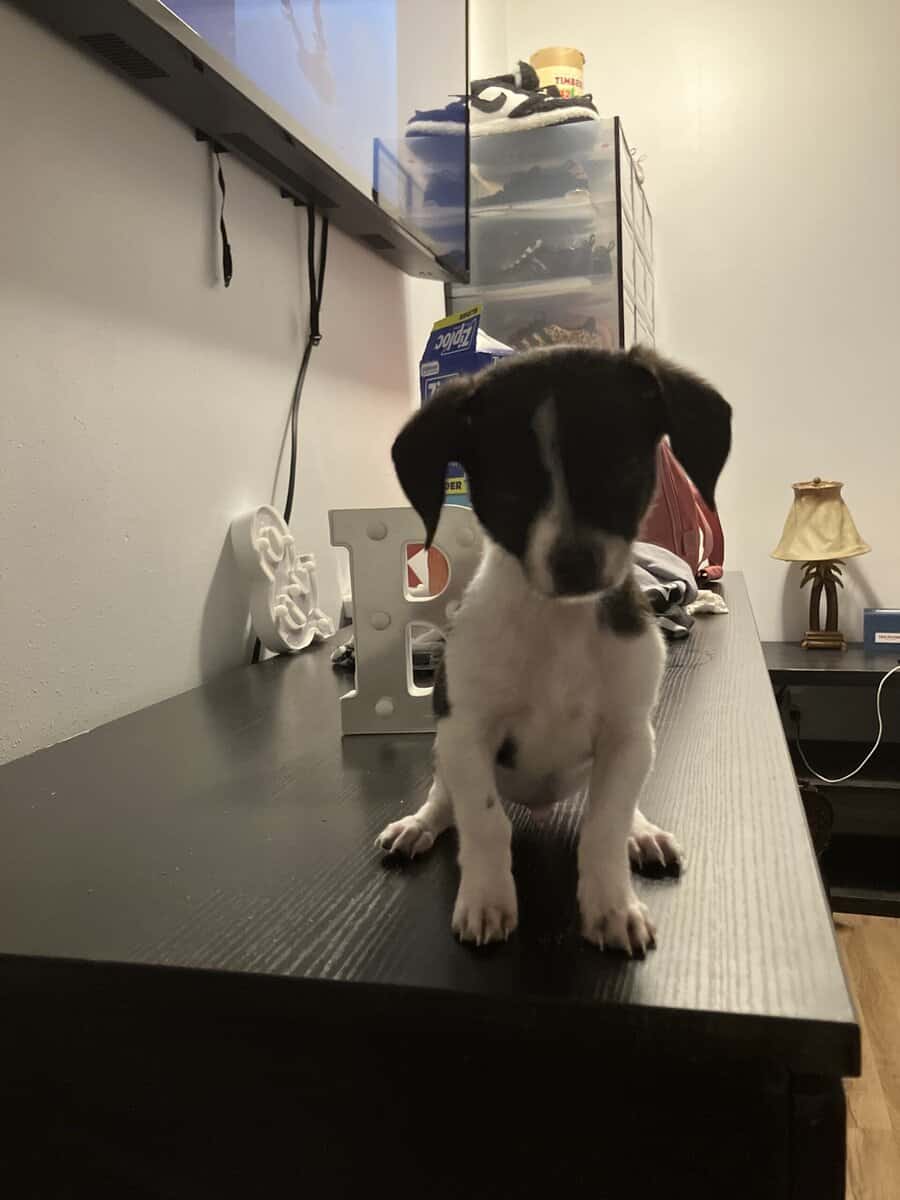 Chihuahua Terrier image 5