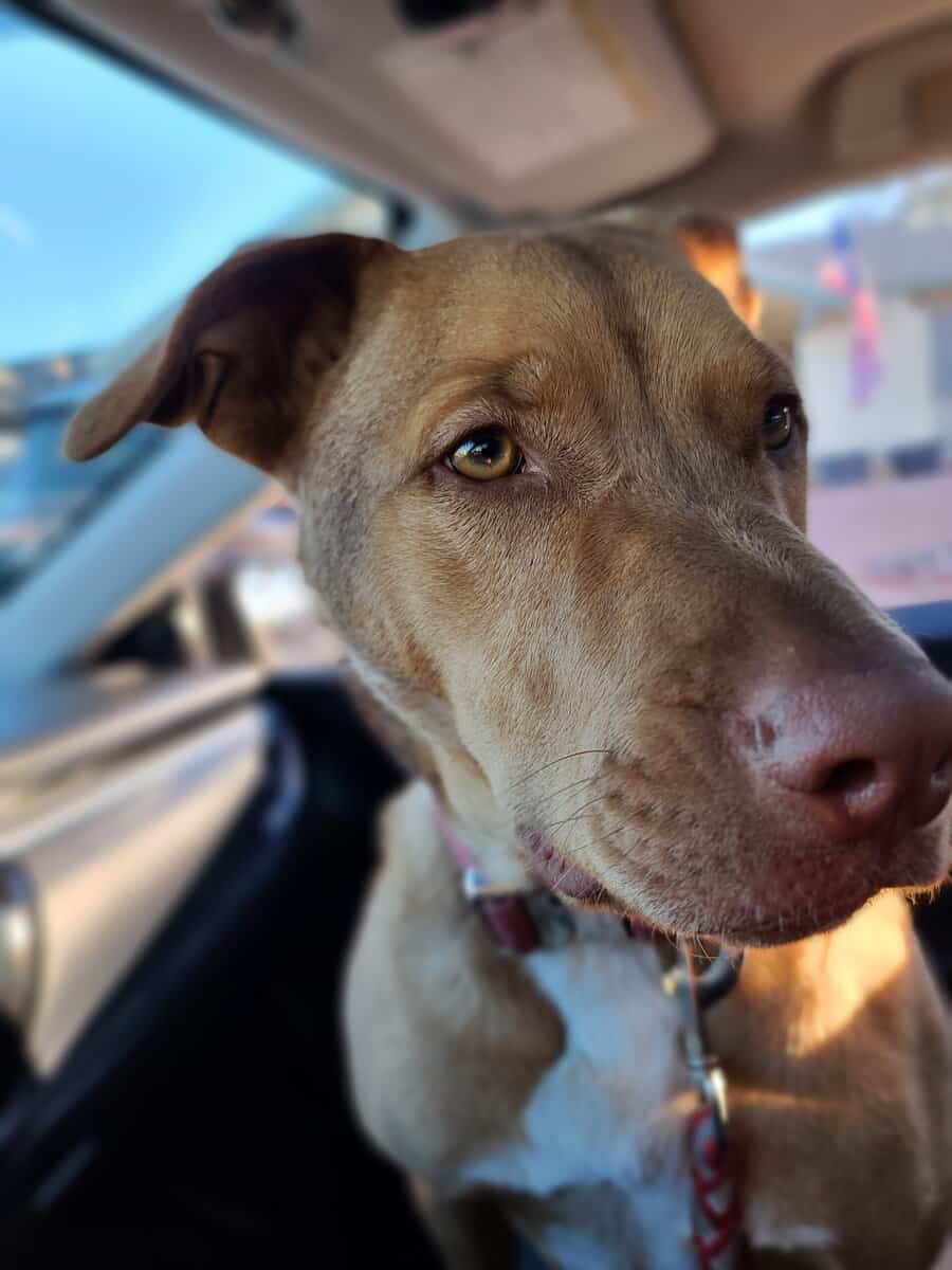 Loving Shepherd Mix Looking for Forever Home image 2