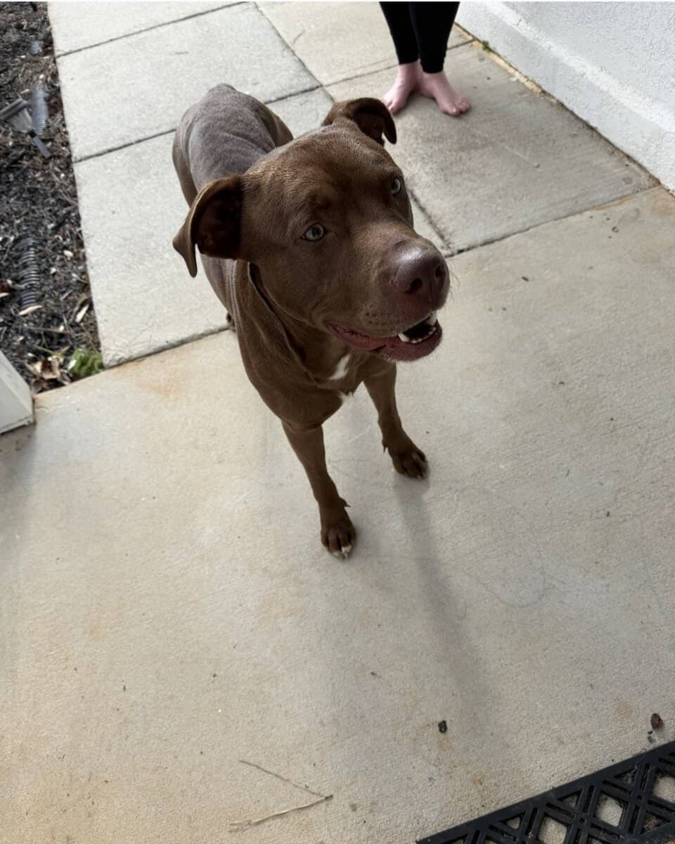 RE-HoME MEDIUM Brown Dog image 3