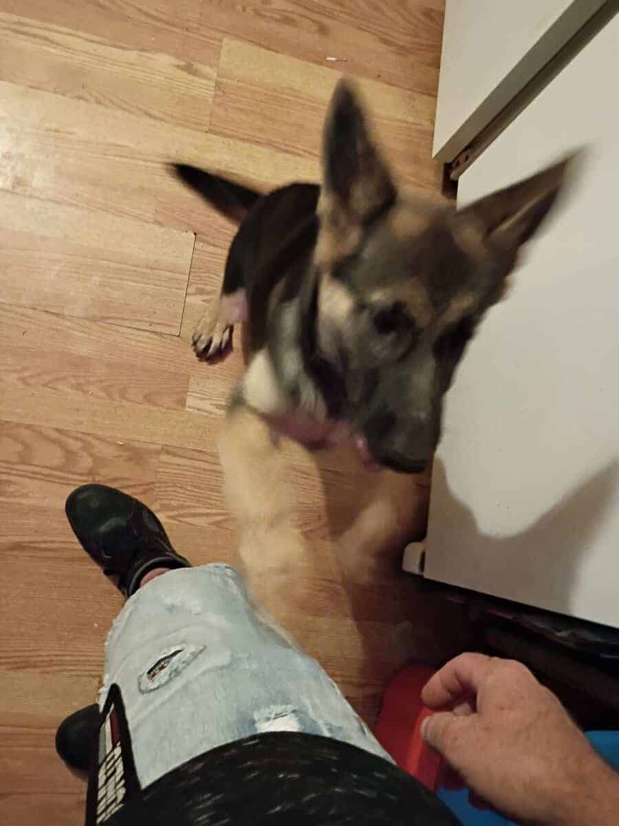 Full blooded German shepherd puppy image 1