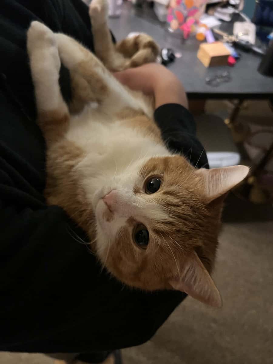 Orange Tabby for adoption image 5