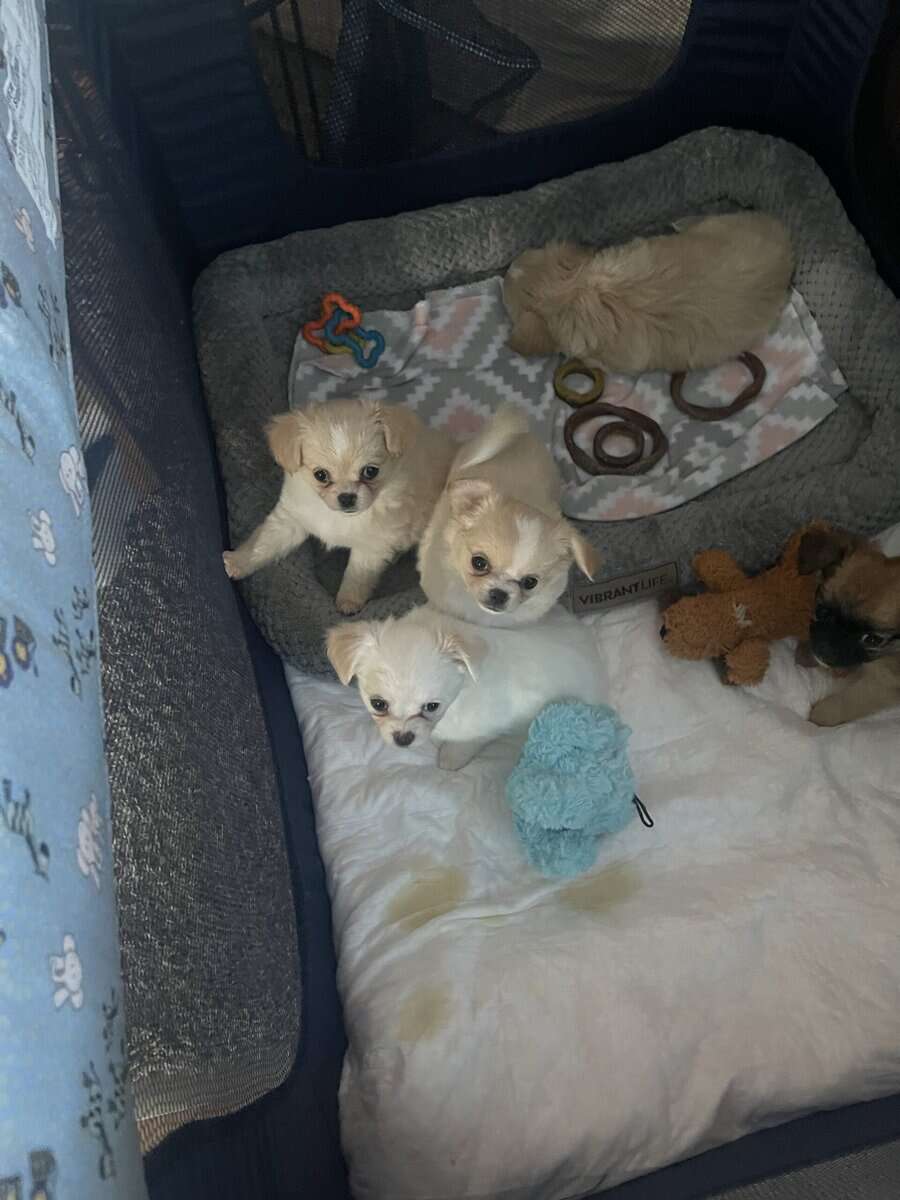 AKC Long Coat Chihuahua puppies. image 1