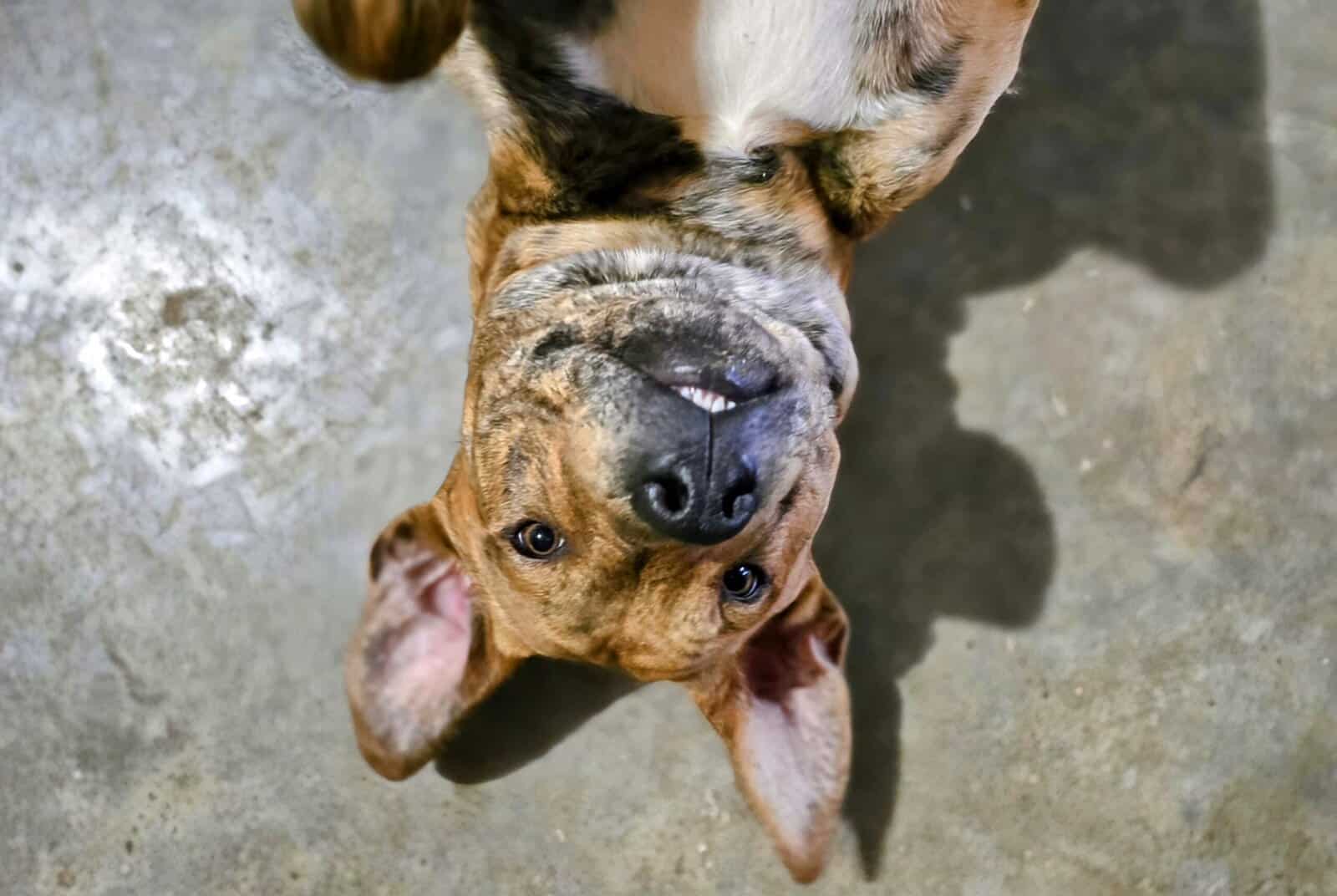 10 young mutts in search of forever homes image 16