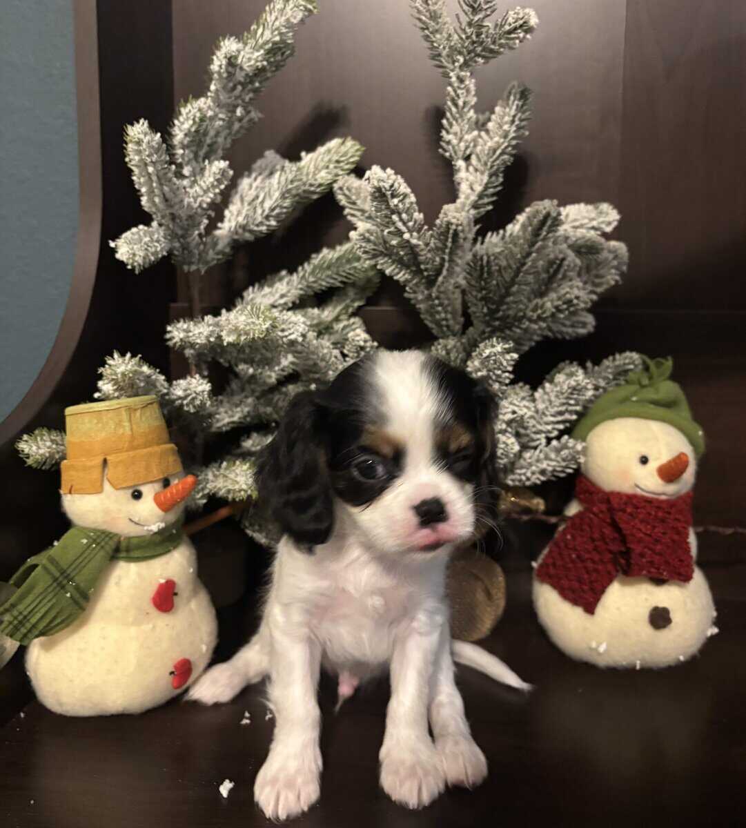 Cavalier King Charles image 5