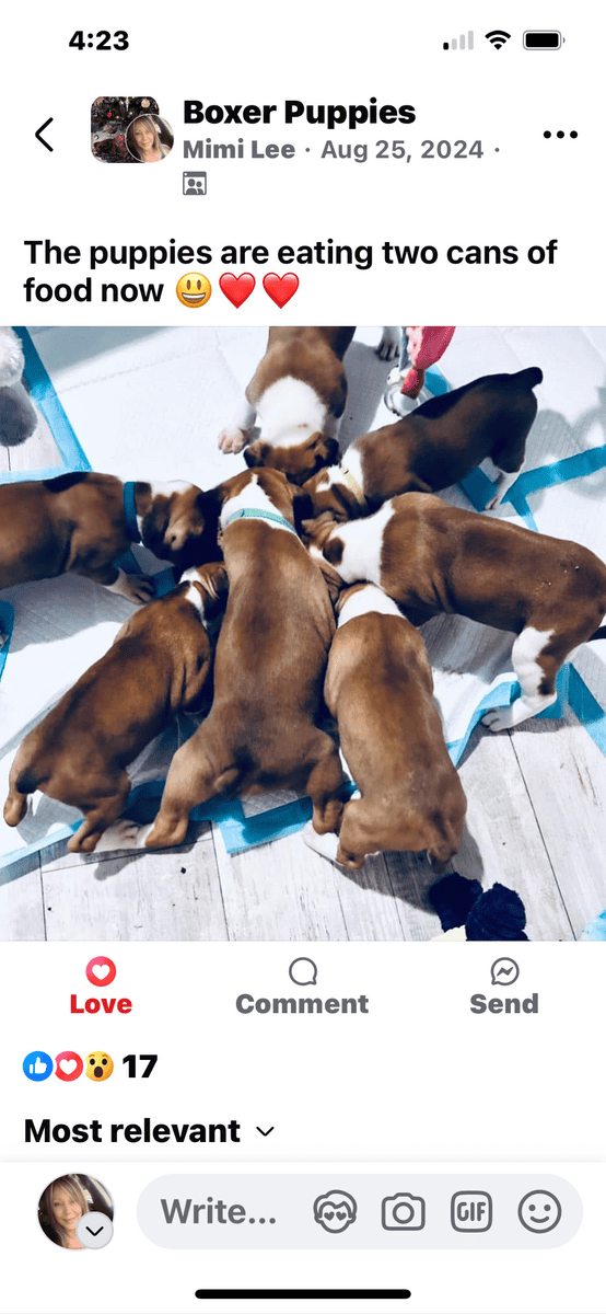 Boxer image 4