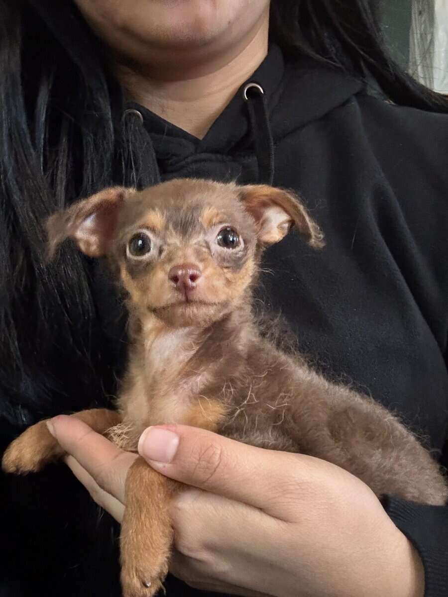 Chipoo image 2