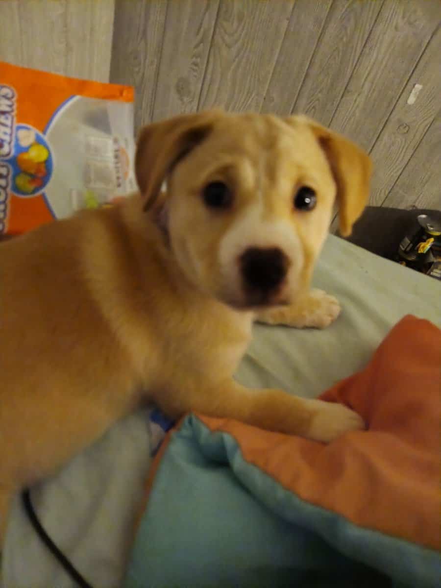 9 week old puppy for rehoming image 1