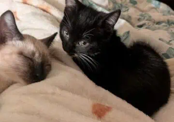 Free Kittens Need Good Homes!