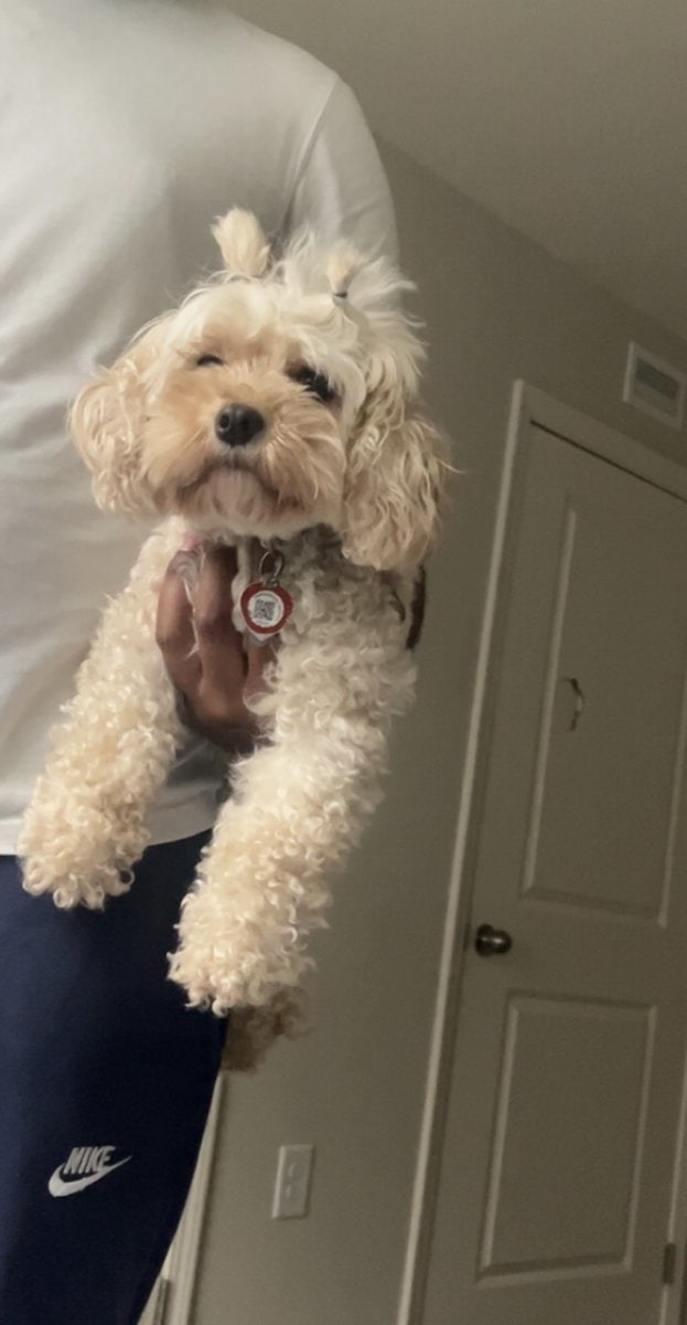 Lola two year old maltipoo image 2