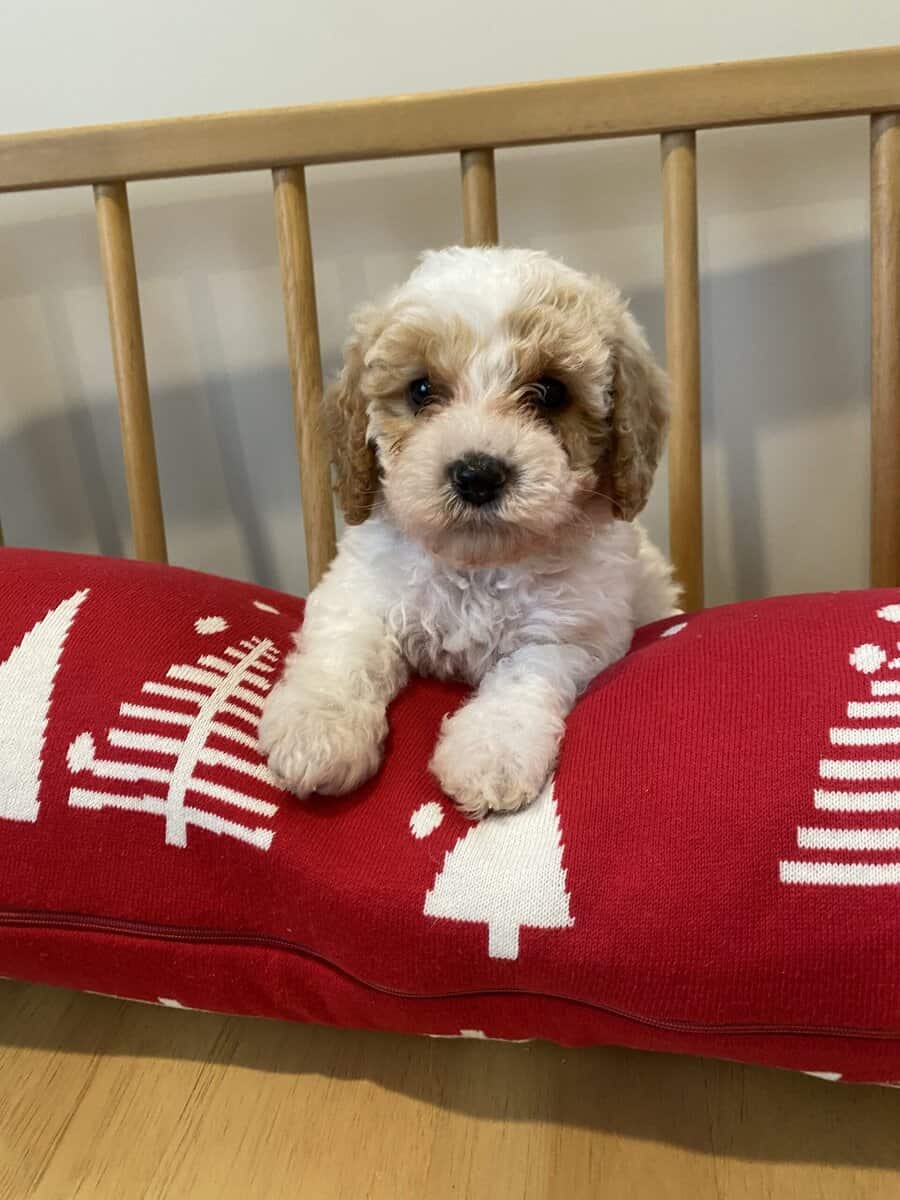 Cavapoo puppy image 2