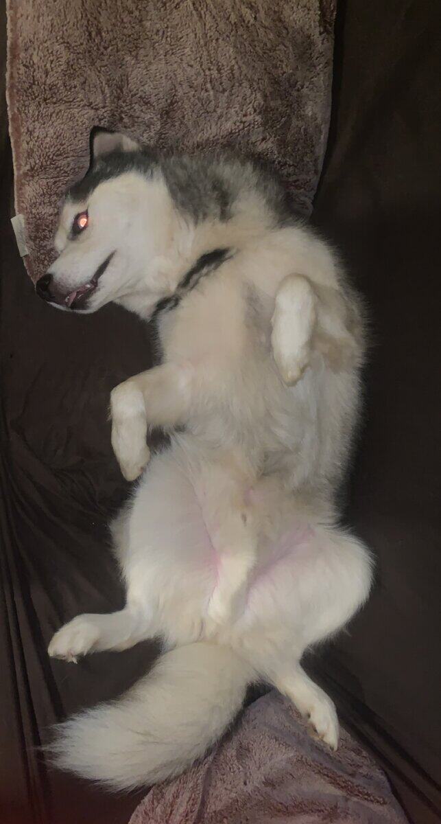 Looking to Rehome a 7-year old Male Husky image 2