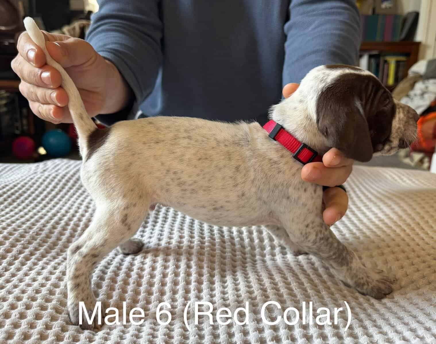 PointerShorthair Pups image 9