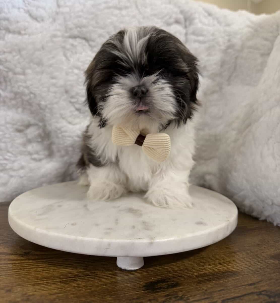 Imperial Shih Tzu puppies image 1